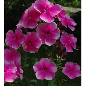 Флокс Phlox Василиса